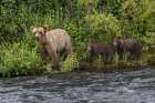 Alaskan brown bear along Alagnak River, Alaska. Art Print